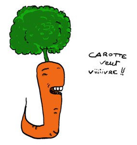 005_carottes
