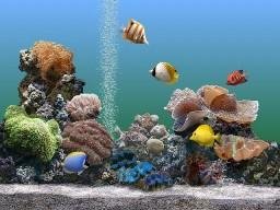 logiciel-pc-sachs-marine-aquarium